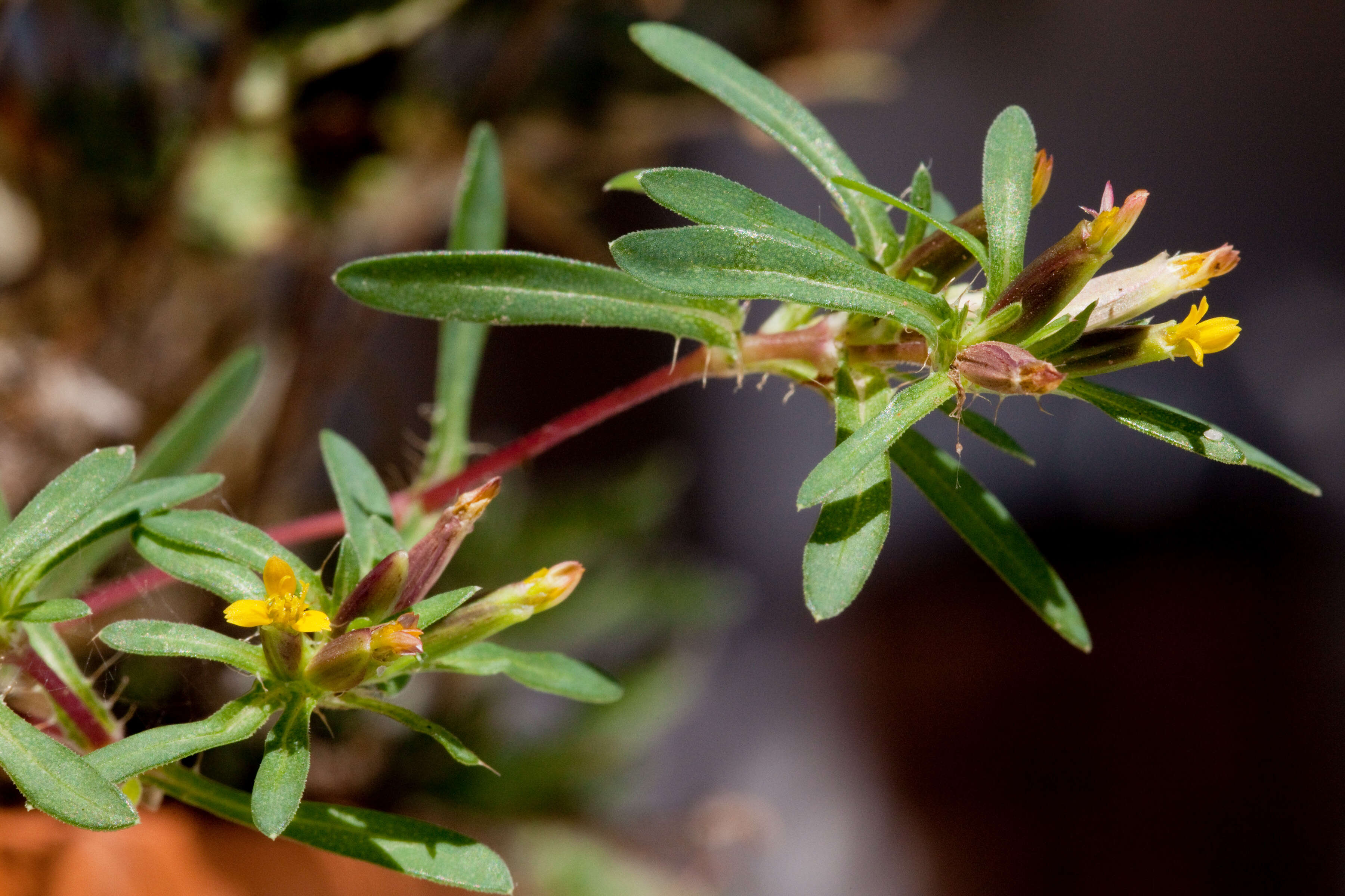 Image of Sonoran chinchweed