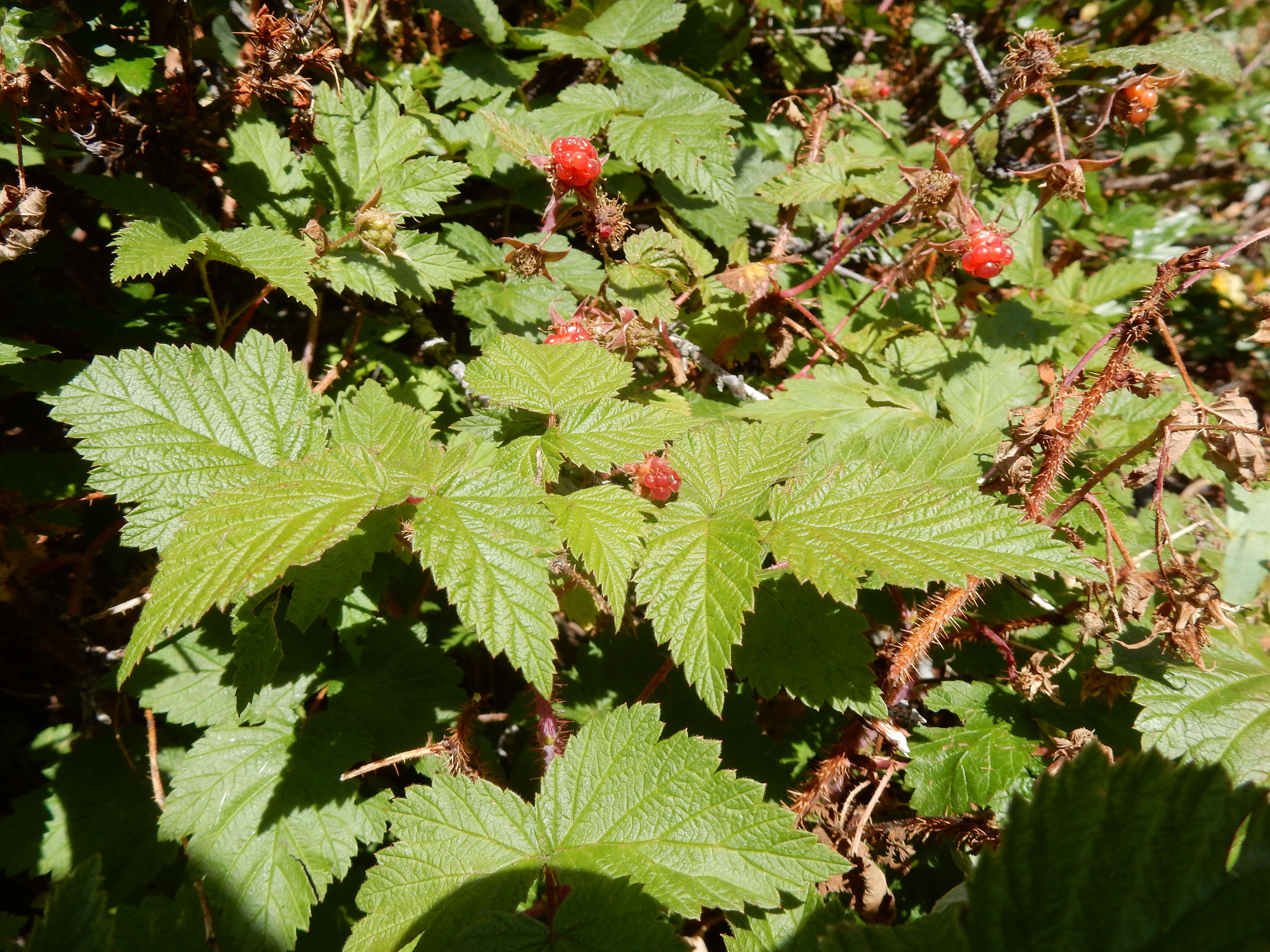 Image of grayleaf red raspberry