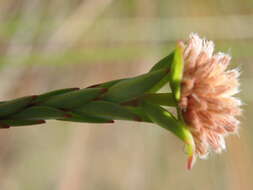 Image of Pimelea glauca R. Br.