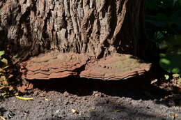 Image of Ganoderma applanatum