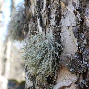 Imagem de Ramalina farinacea (L.) Ach.