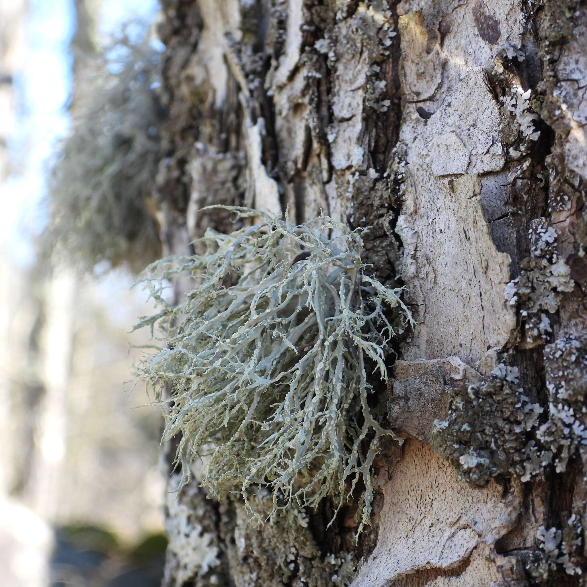 Image of farinose cartilage lichen