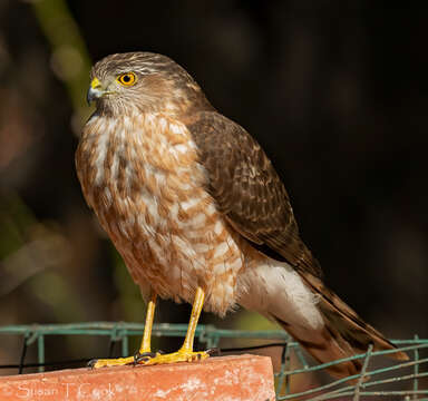 Image of Sharp-shinned Hawk