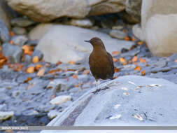 Image of Brown Dipper