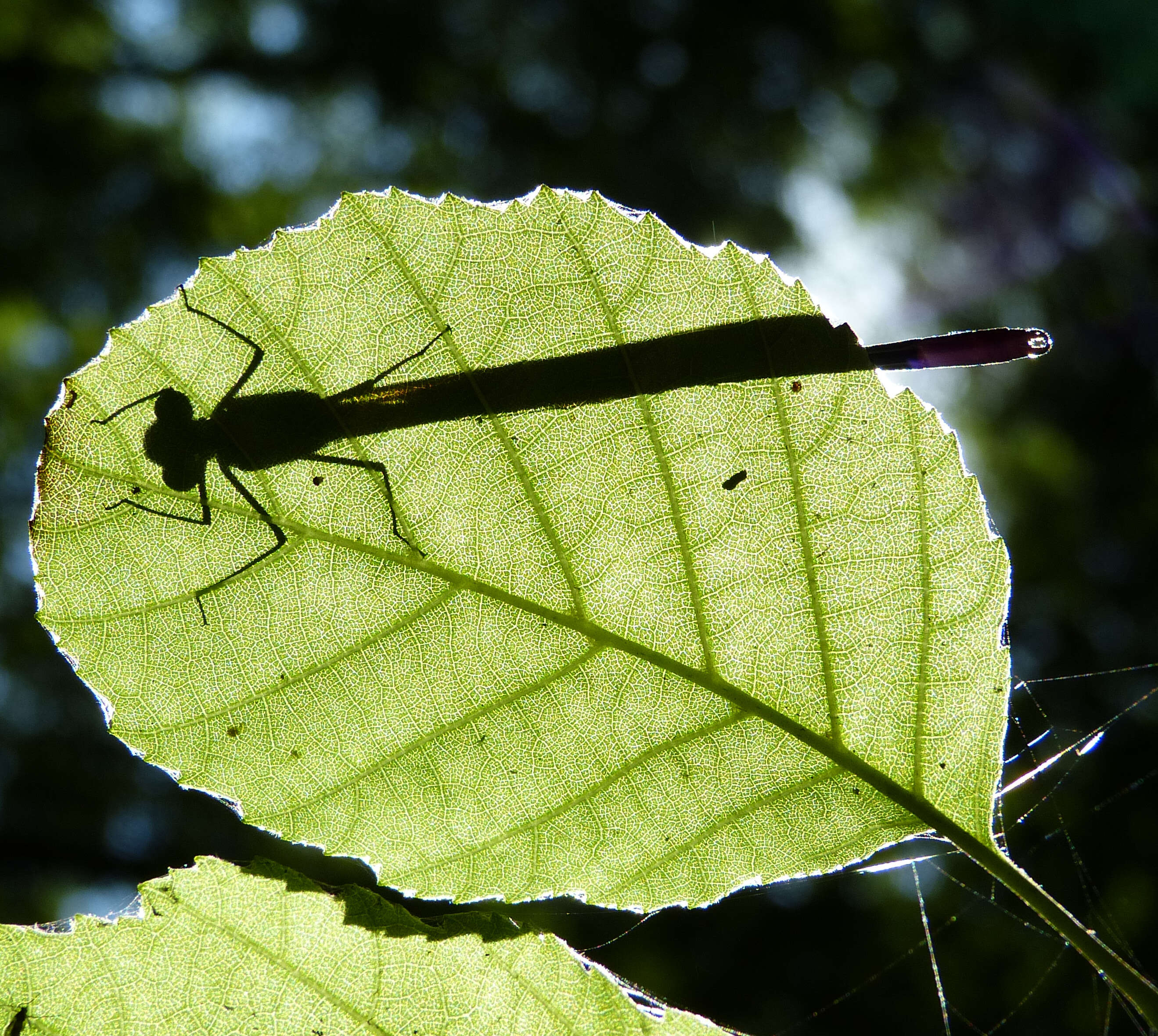 Image of Copper Demoiselle