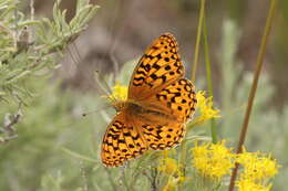 صورة Speyeria coronis Behr 1862