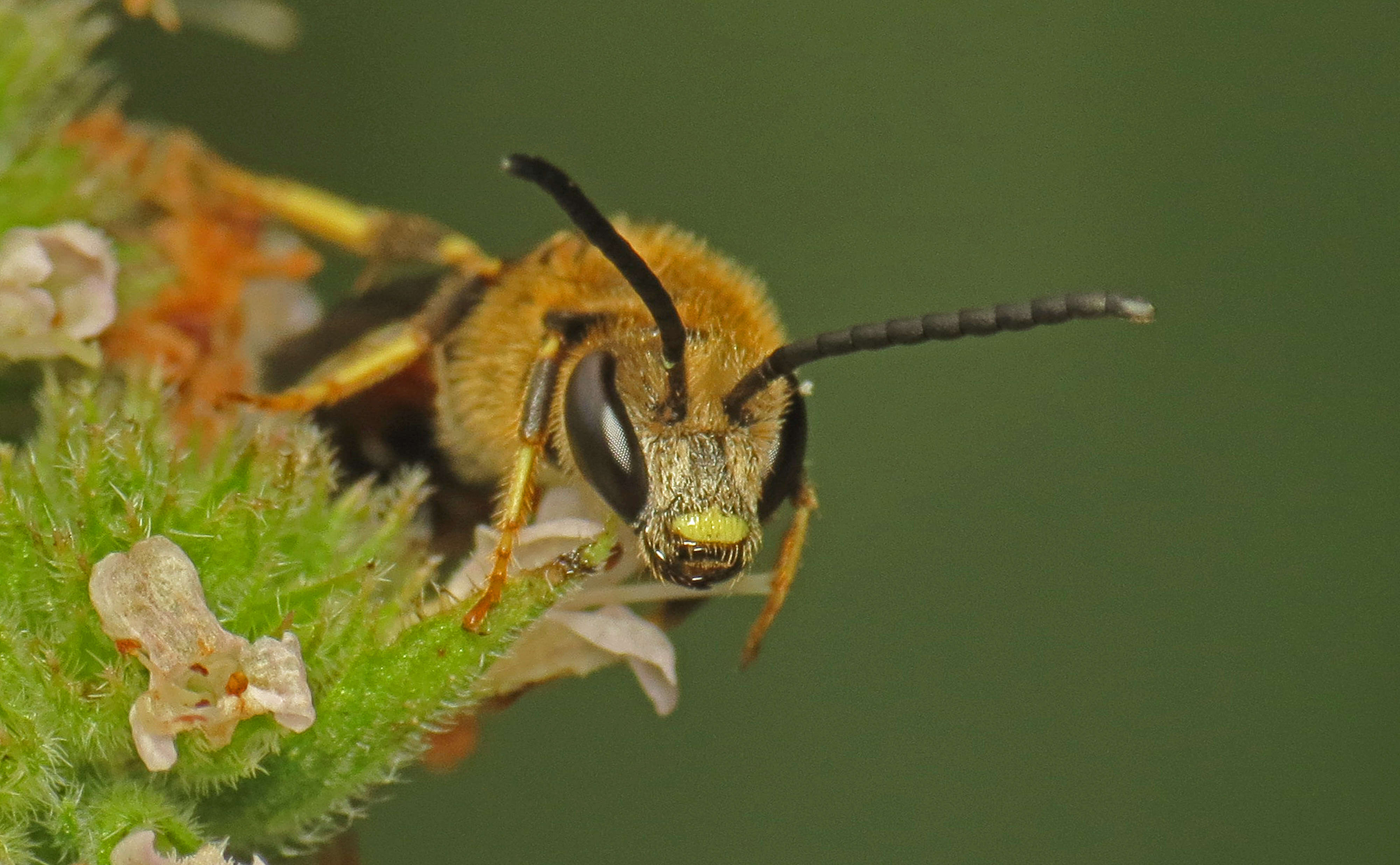 Plancia ëd Lasioglossum calceatum (Scopoli 1763)