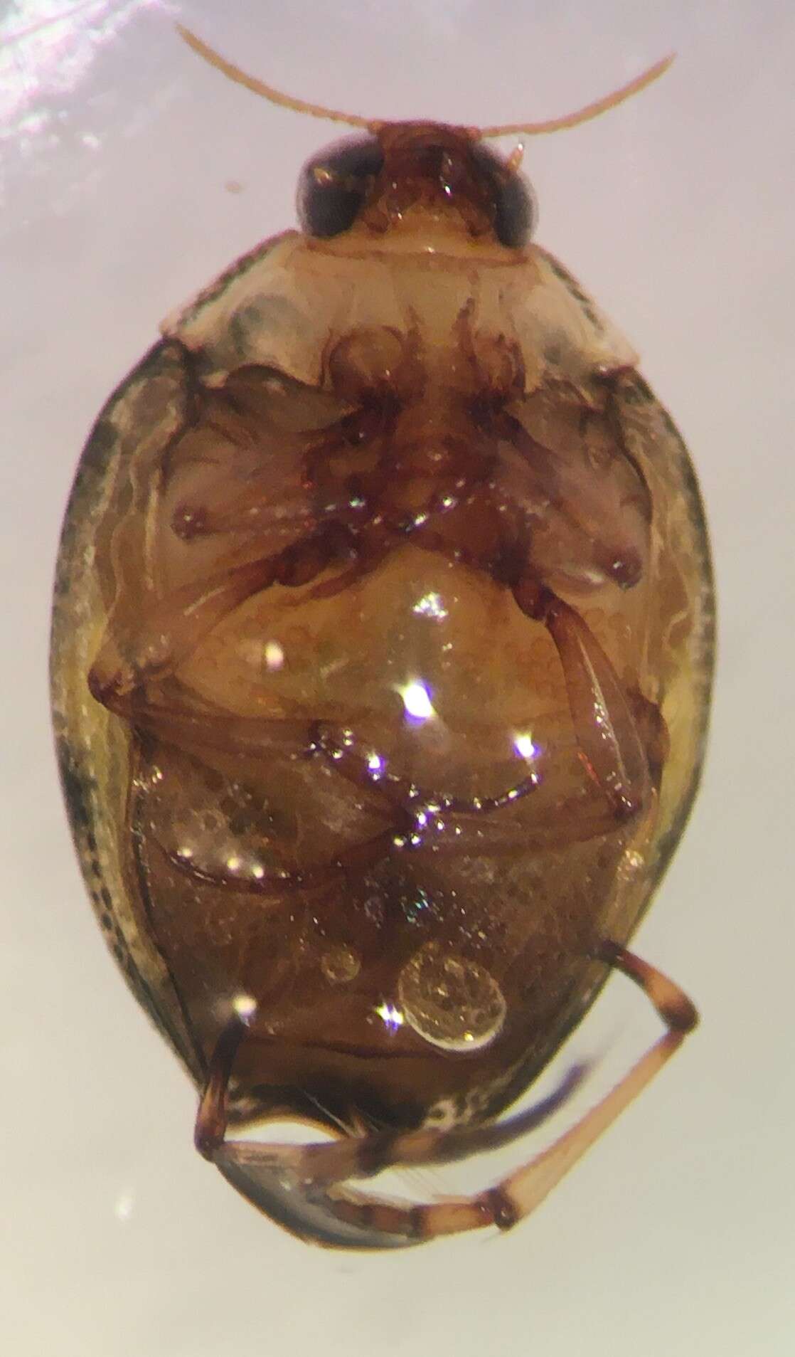 Image of Peltodytes dietrichi Young 1961
