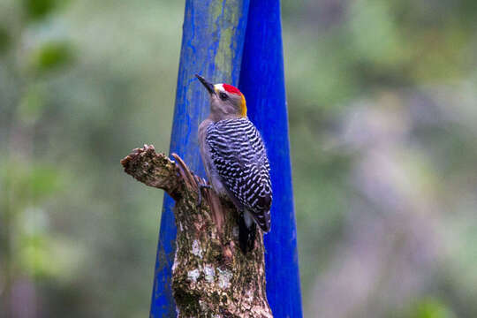 Image of Hoffmann's Woodpecker