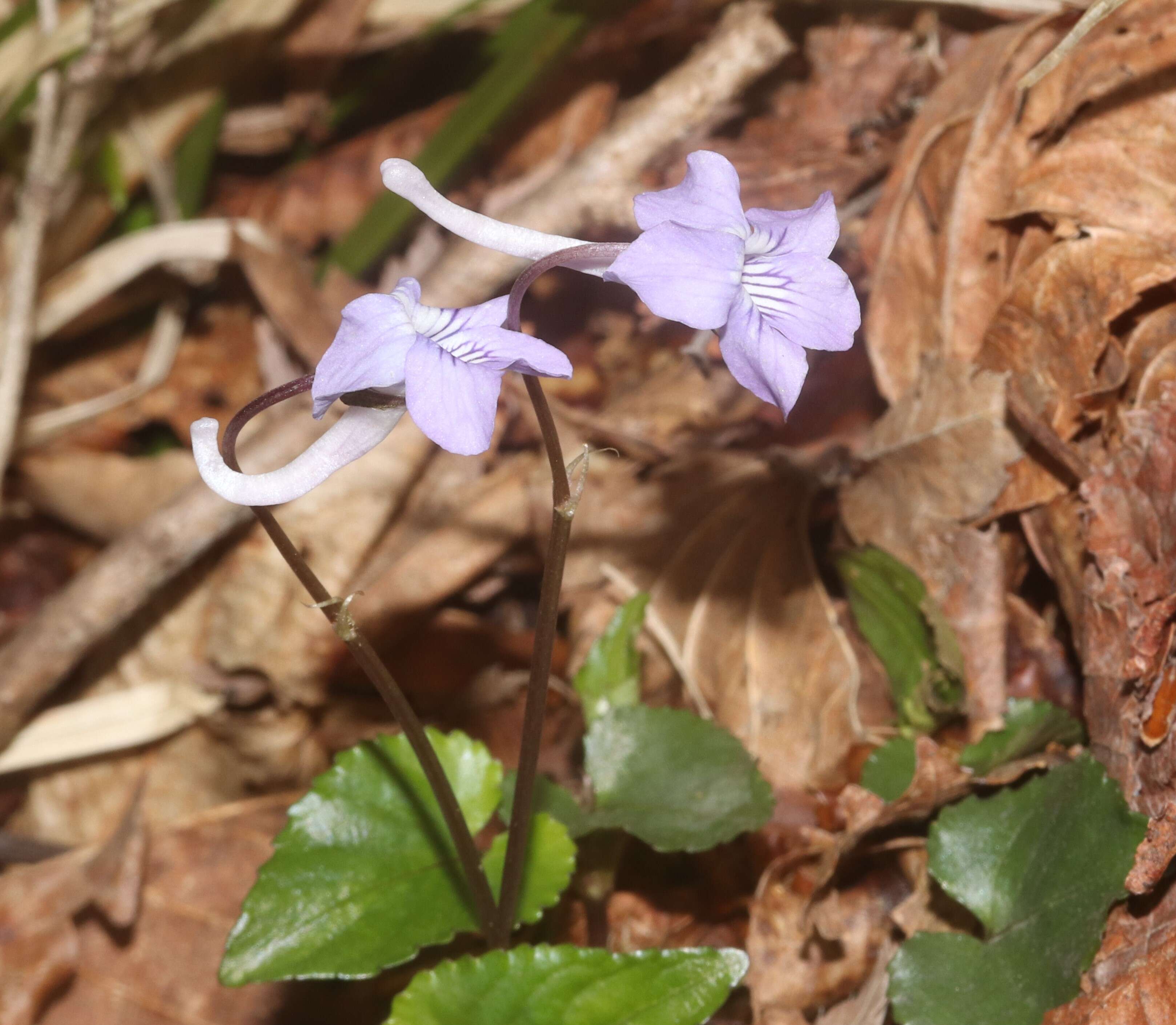 Imagem de Viola rostrata Pursh