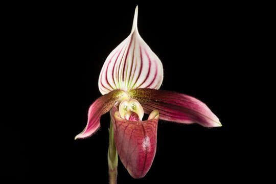 Image of Purple Paphiopedilum