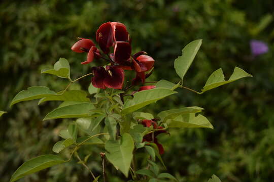 Слика од Erythrina crista-galli L.