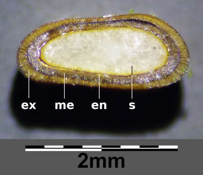 Imagem de Bolboschoenus planiculmis (F. Schmidt) T. V. Egorova