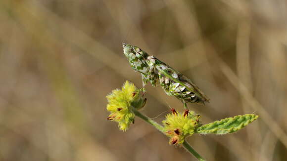 Plancia ëd Harpagomantis