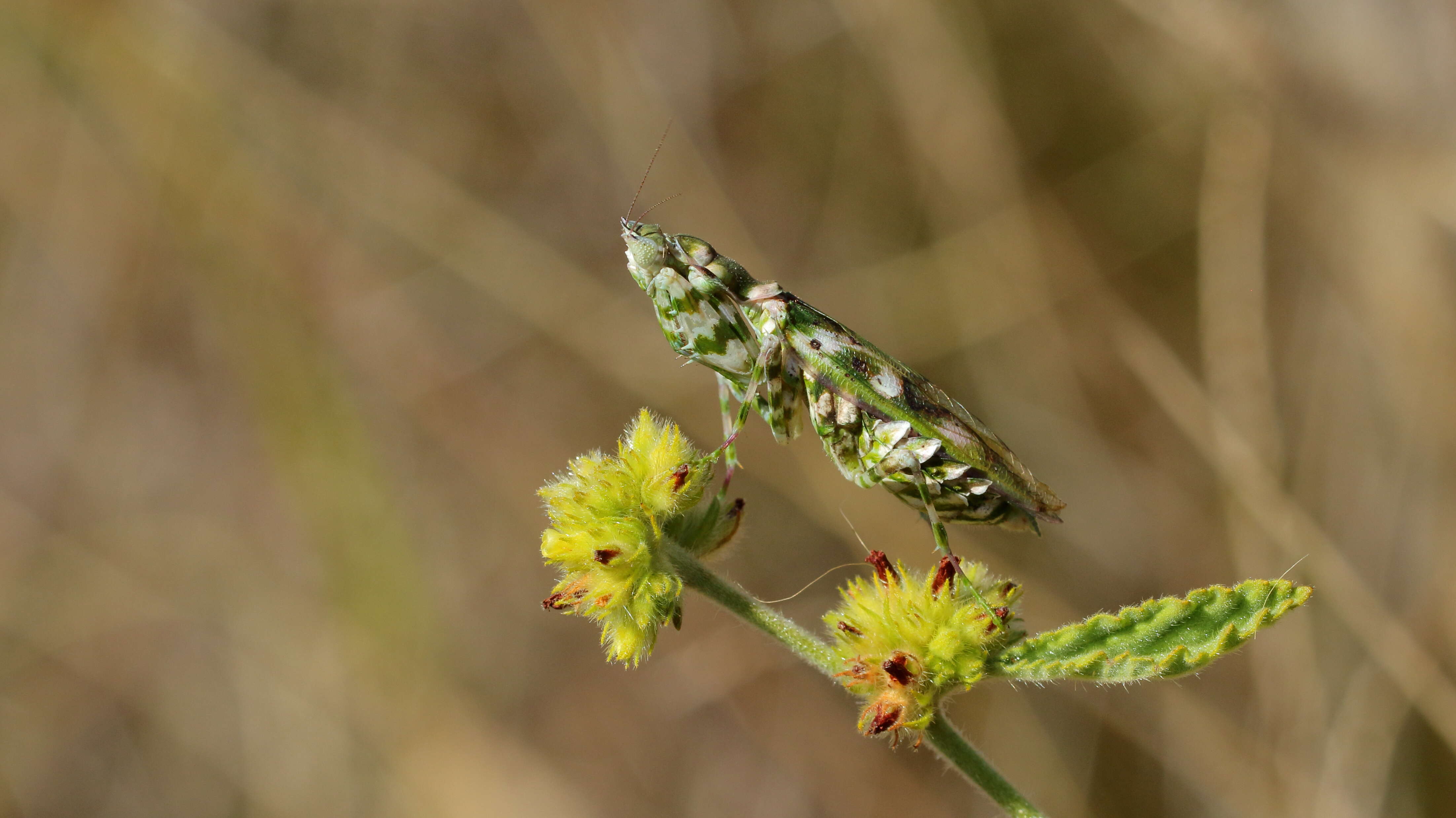 Image de Harpagomantis