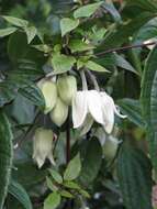 Image of Clematis urophylla Franch.