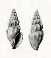 Image of Stellatoma rufostrigata (Schepman 1913)