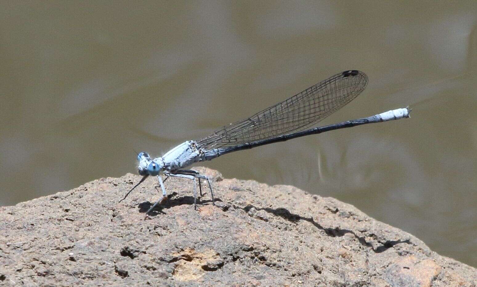 Image of Common Riverjack