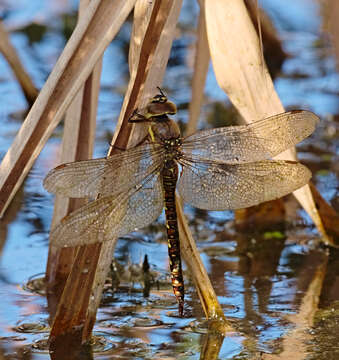 Image of Migrant Hawker