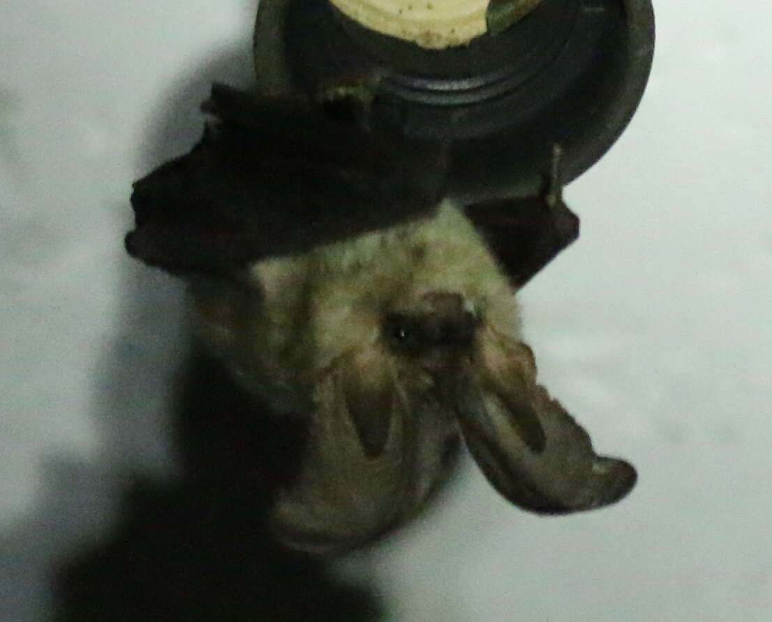 Image of Kolombatovic's Long-eared Bat