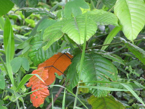 Image of Santol