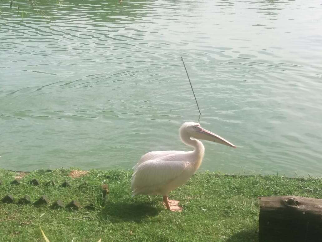 Image of Great White Pelican