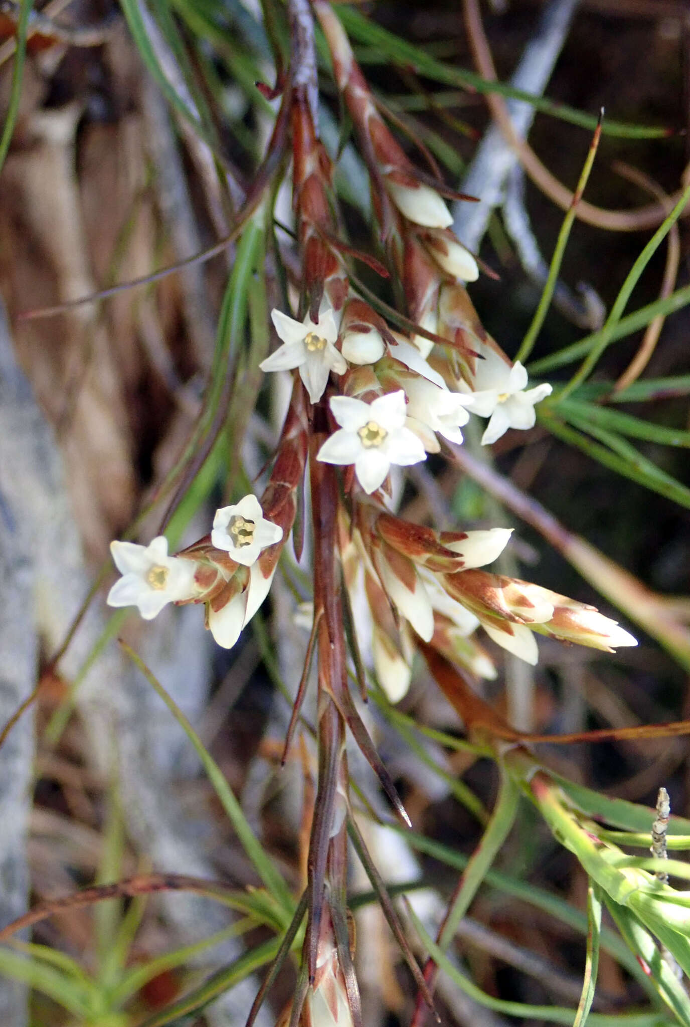 Image de Dracophyllum ophioliticum S. Venter