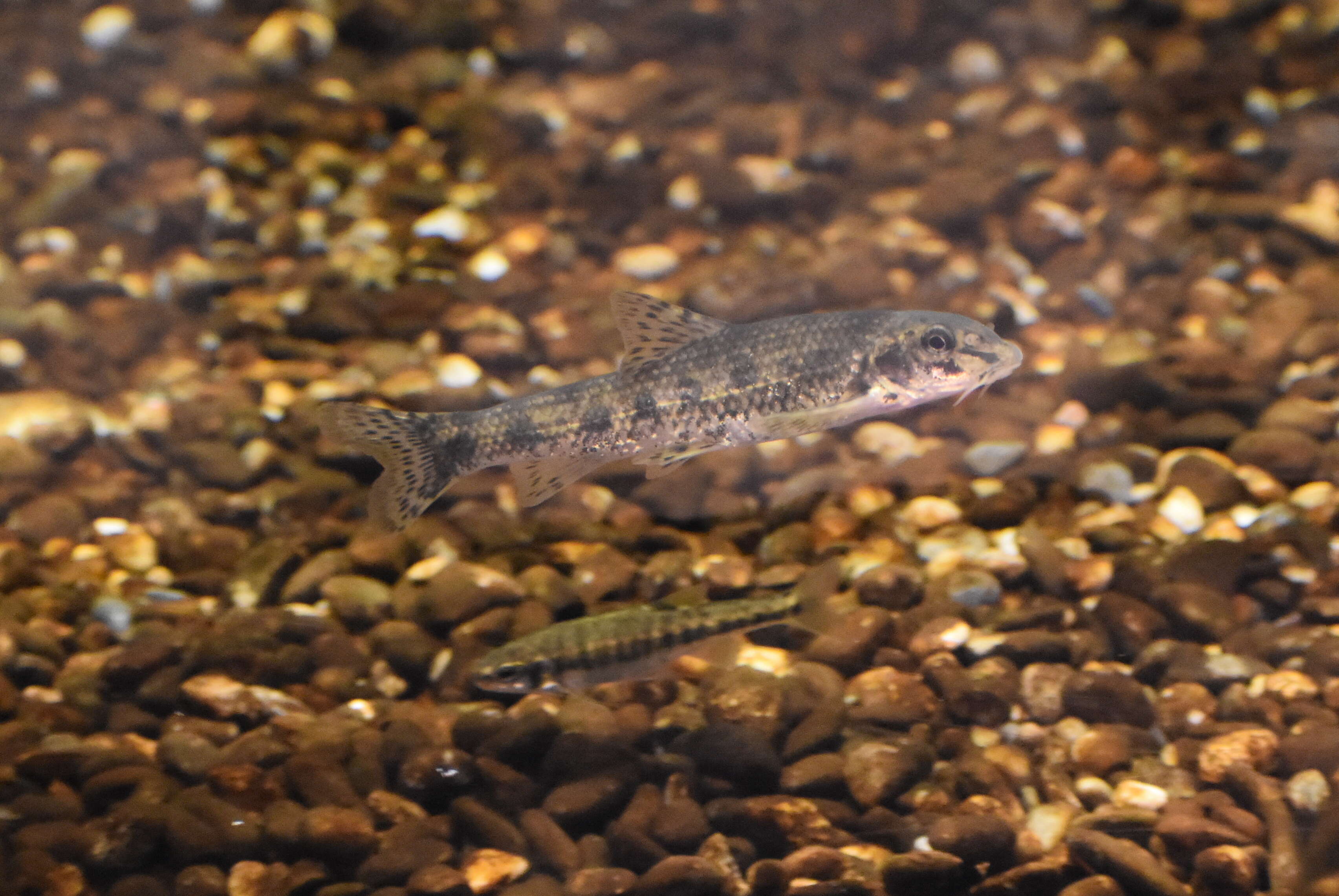 Image of Gudgeon