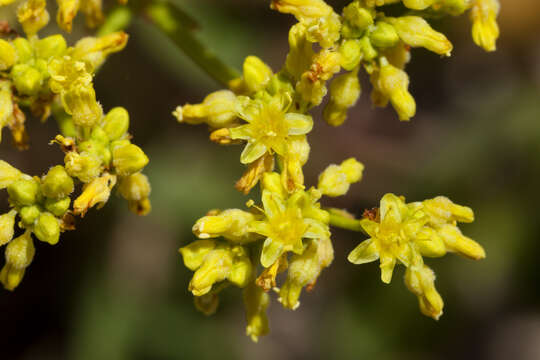 Imagem de Eriogonum gypsophilum Wooton & Standl.