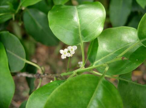 Image of Ilex pedunculosa Miq.