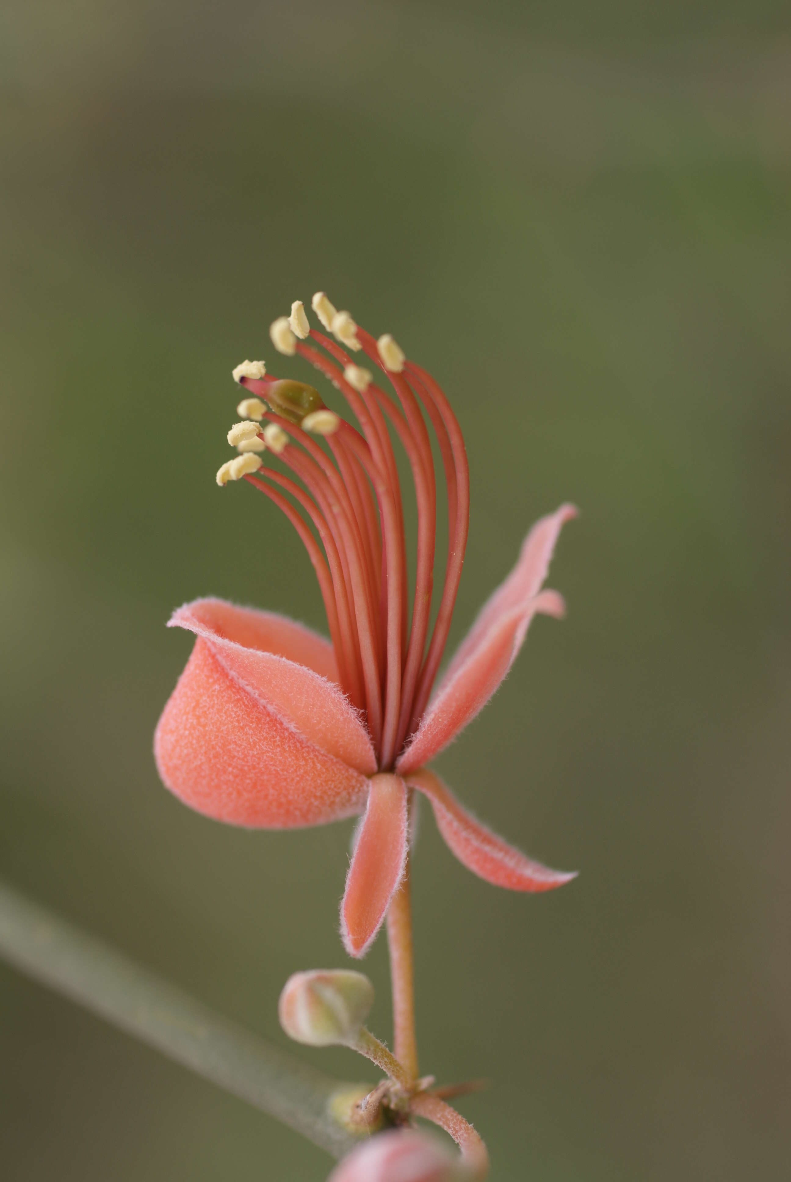 Image de Capparis decidua (Forsk.) Edgew.