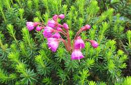 Image of pink mountainheath