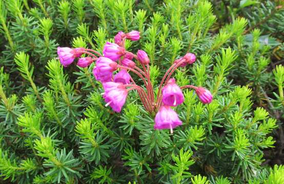 Image of pink mountainheath