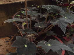 Image of Begonia bowerae Ziesenh.