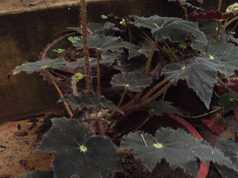 Image of Begonia bowerae Ziesenh.