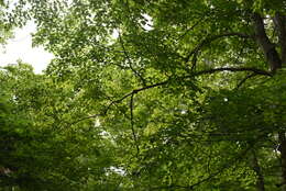 Image of sugar maple