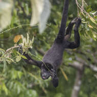 Image of Ecuadorian Mantled Howling Monkey