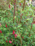 Fuchsia magellanica Lam. resmi