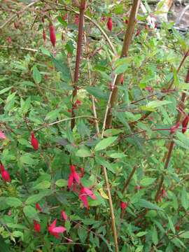 Image of hardy fuchsia