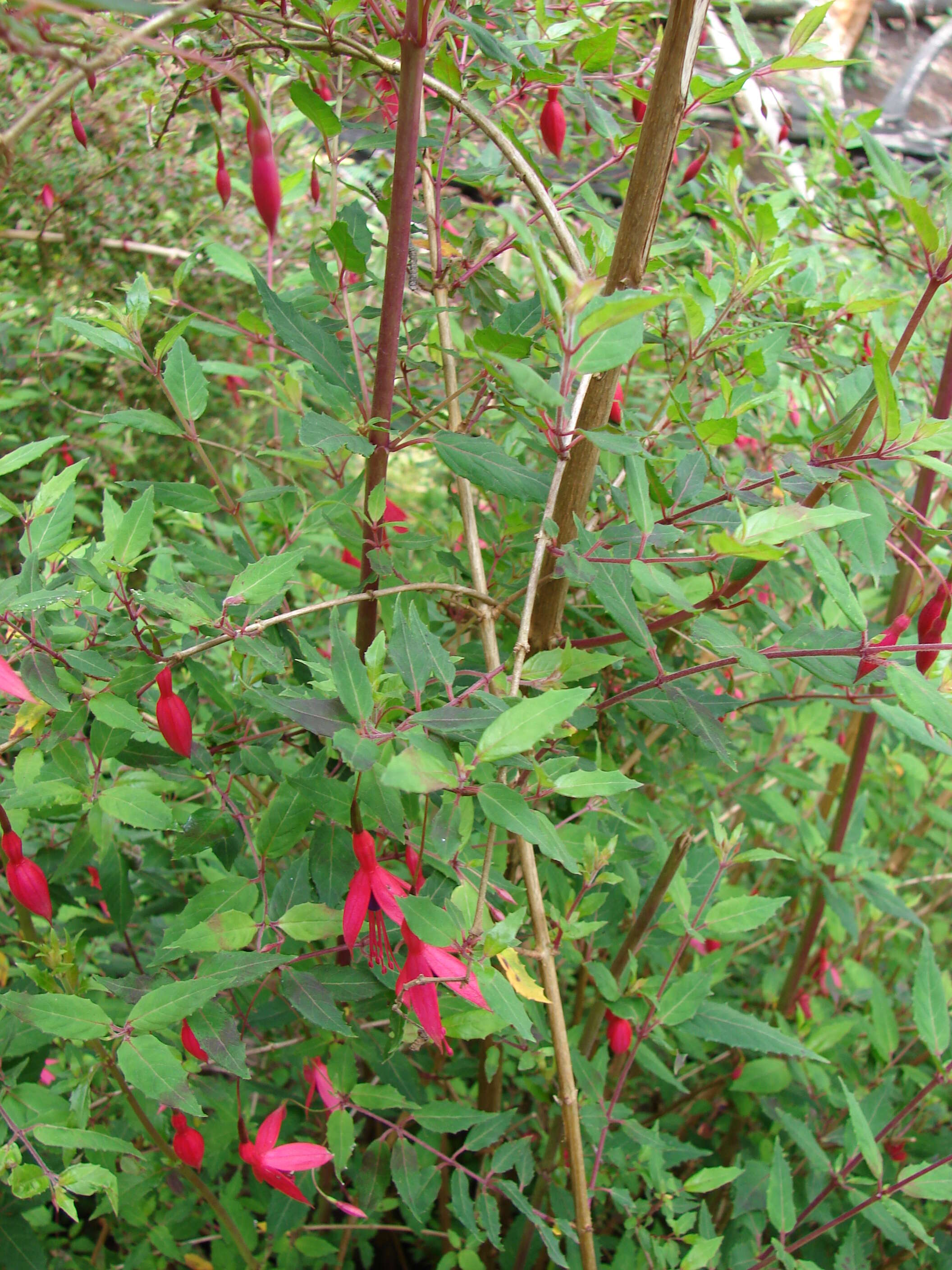 Fuchsia magellanica Lam. resmi