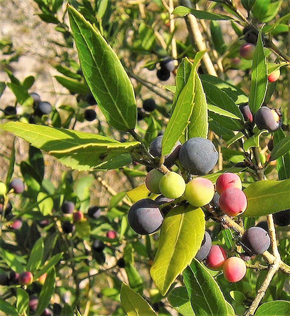 Image de Phillyrea latifolia L.