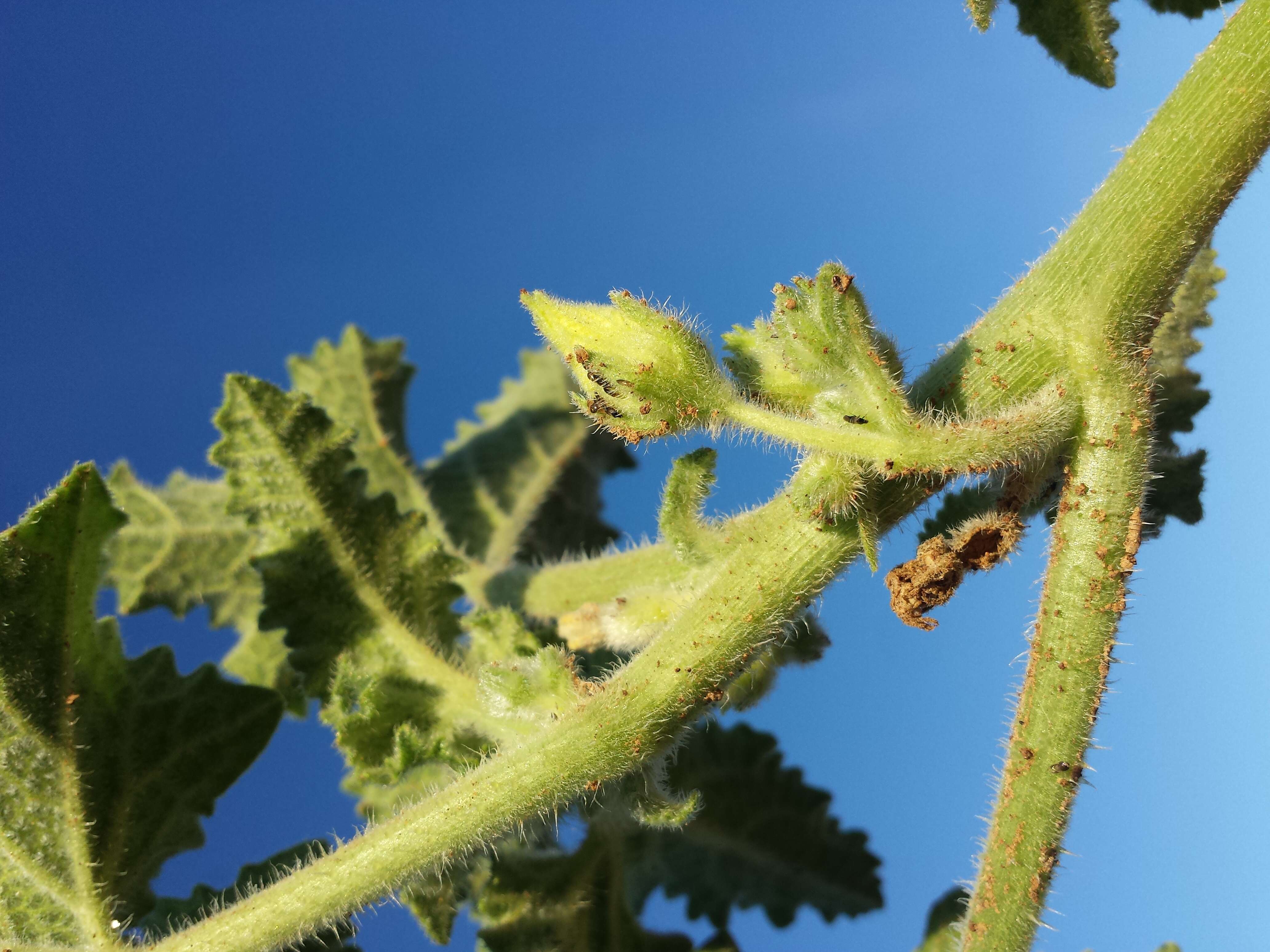 Image of squirting cucumber