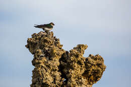 Image of Violet-green Swallow