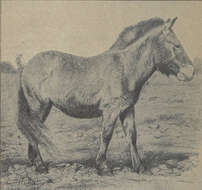 Image of Asian Wild Horse