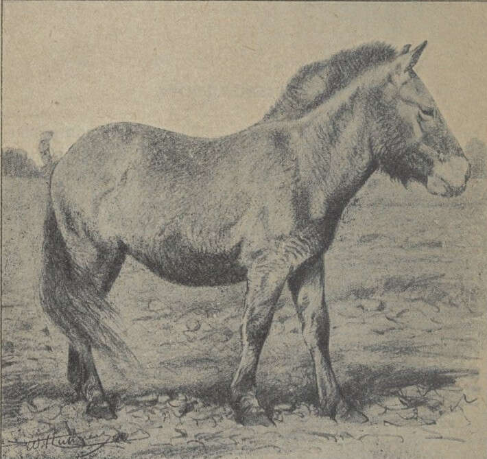 Image of Asian Wild Horse