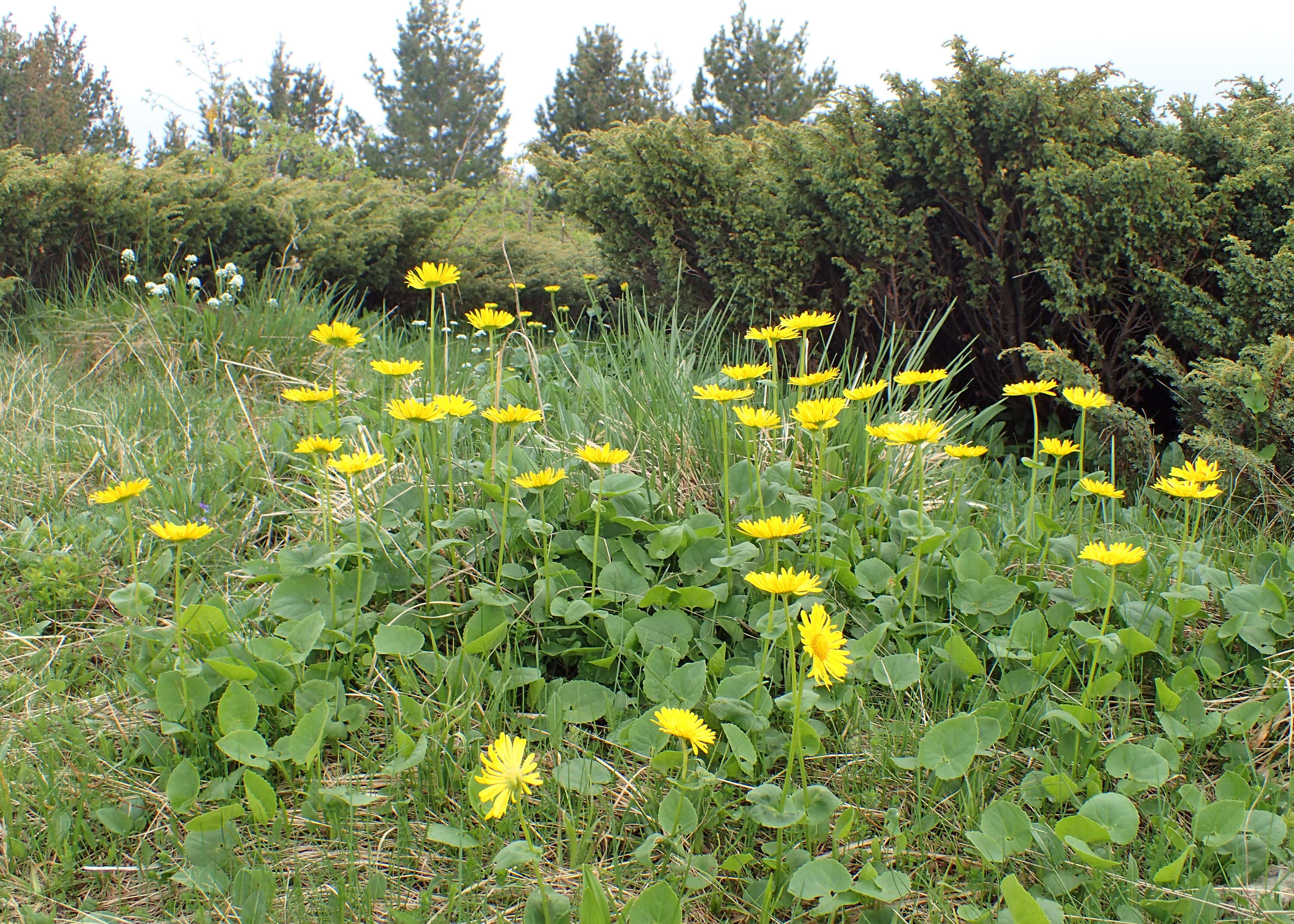 Imagem de Doronicum orientale Hoffm.