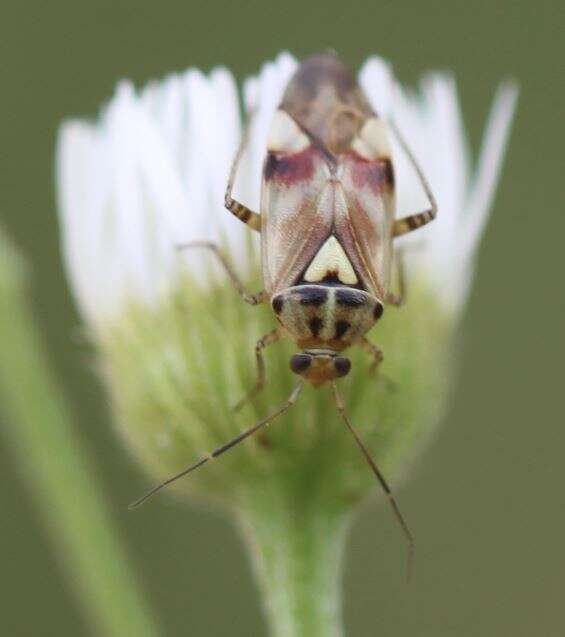 Lygus gemellatus (Herrich-Schaeffer 1835) resmi