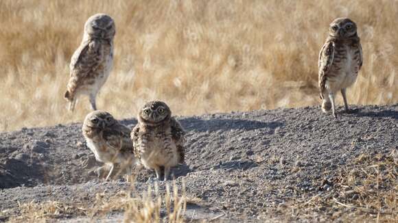 Image of Burrowing Owl