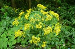 Image of wood ragwort