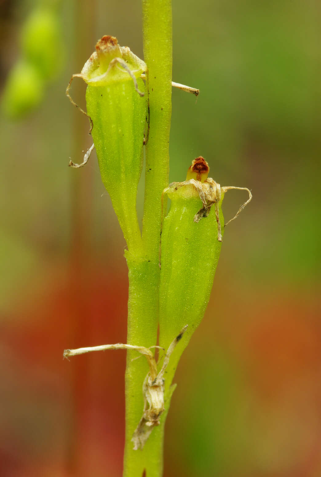 Plancia ëd Liparis loeselii (L.) Rich.